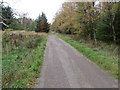 Woodland track near the Moss of Croichnacroy