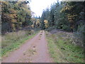 Forest track at Moss of Croichnacroy