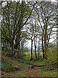 SO8681 : Woodland view in the Fairy Glen near Caunsall by Roger  D Kidd