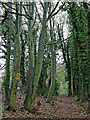 North Worcestershire Path near Iverley in Staffordshire