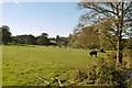 Ottery St Mary, cattle grazing