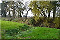 Stream beside track to Upper Bisterne Farm