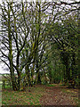 North Worcestershire Path near Iverley in Staffordshire