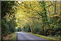 Road through woodland near Hain Hill