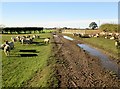 Field  track  back  toward  Wath  Farm