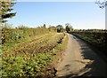 A  cultivated  strip  alongside  Outgang  Road  into  Scampston