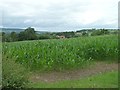 Young maize by the road to Hem Farm