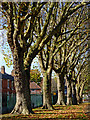 Plane trees in  Graiseley Park, Wolverhampton