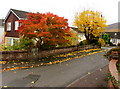 Late autumn colours, Highfield Close, Pentrepiod, Torfaen