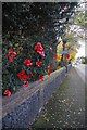 Poppies by the High Road