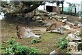 Red-necked Wallabies - Welsh Mountain Zoo