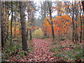 Path in Beech Hill Wood