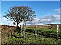 Knockendon Farmland