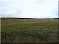 Grazing off Huddersfield Road