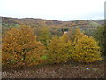 Trees near the River Colne