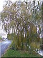SK5335 : The willow has escaped this year by David Lally