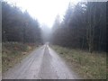 Track in Blengdale Forest