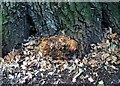 Mushrooms growing on the foot of an ancient oak