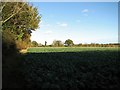 TG3005 : Sugar beet crop field south of Surlingham Lane by Evelyn Simak