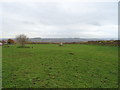 Grazing off Blackmoorfoot Road