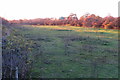 Pasture nestling by the A45