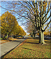 Rayson Way: autumn leaves