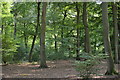 SU7384 : Lambridge Wood by N Chadwick