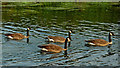 Canada geese near Birstall Lock in Leicestershire