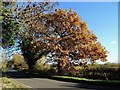 Autumn colour on Bakeacre Lane