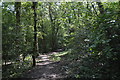 LOOP, Oxhey Woods