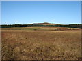 Moor and forest at Artfield