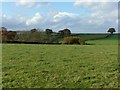 View towards Brinsley Moor