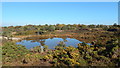 Stoborough Heath, Wareham, Dorset