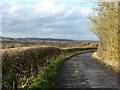 The lane to Brinsley Gin