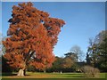 Canons Park: Specimen tree