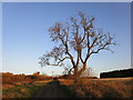 Ash tree by the path near Rossington Hall