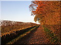 Path and beech hedge