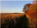 Footpath alongside Whinny Lane Plantation