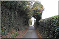 High hedgerows on Heanley Lane