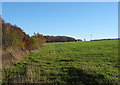 Grassland beside Wilshaw Road (B6107)