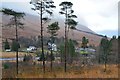 Bridge of Orchy through the pine trees