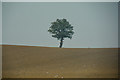 Central Bedfordshire : Field & Tree