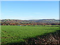 Grazing off Netherton Moor Road