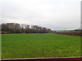 Shelter belt between the A25 and Ballydugan Country House