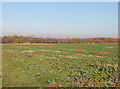 Field at Fen Lane Farm