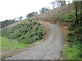 Newly  cut  forest  track  to  clear  timber  in  Flassen  Dale