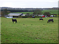 Horses near Waterlea Farm