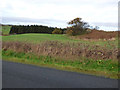 Farmland near Wellees Farm