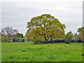 Oak tree, Tooting Graveney Common