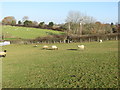 Footpath crossing a field with grazing sheep at Babell